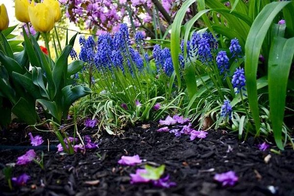 Rédiger un Plan de Paillage Éclatant pour Votre Jardin: La Clé de l'Oasis Végétale