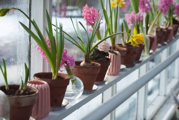 Le Guide Ultime de la Plantation de Bulbes au Printemps