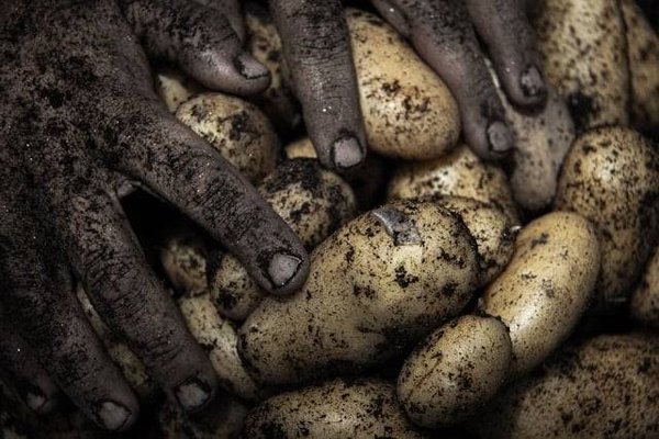 Le Timing Essentiel : Quand Récolter les Pommes de Terre ?