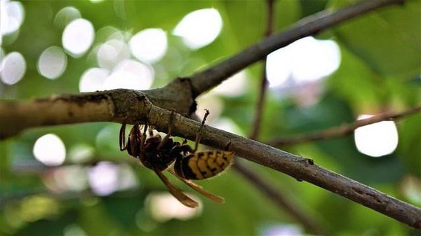 Comment favoriser la biodiversité dans son jardin ?