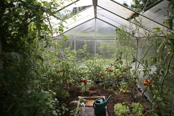 Comprendre la symbiose végétale : Le guide complet des plantes compagnes