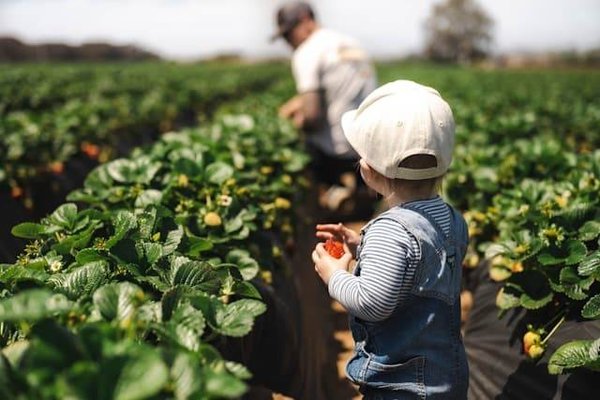 Comment créer un jardin pour les enfants : Un havre de joie naturelle