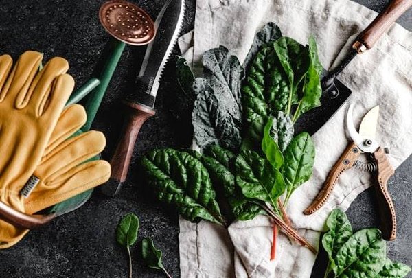Comment Entretenir ses Outils de Jardin ?