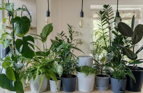 Comment choisir ses plantes d'intérieur ?