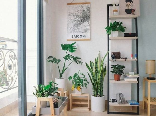 Quelles Sont Les Plantes d'Intérieur les Plus Faciles à Entretenir ?