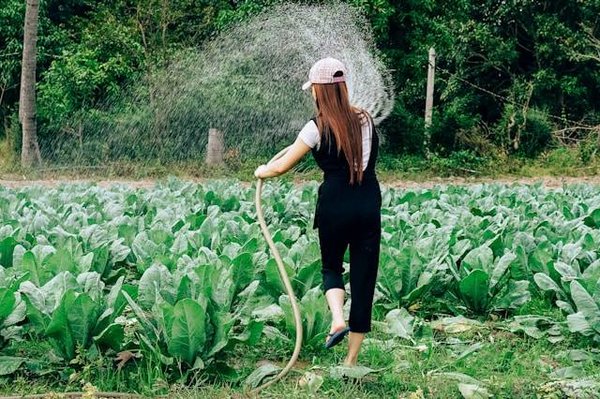 Lutte contre les nuisibles bio : une approche naturelle axée sur la prévention